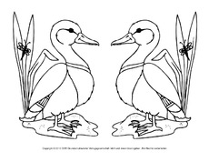 Ausmalbilder-Stockente 12.pdf